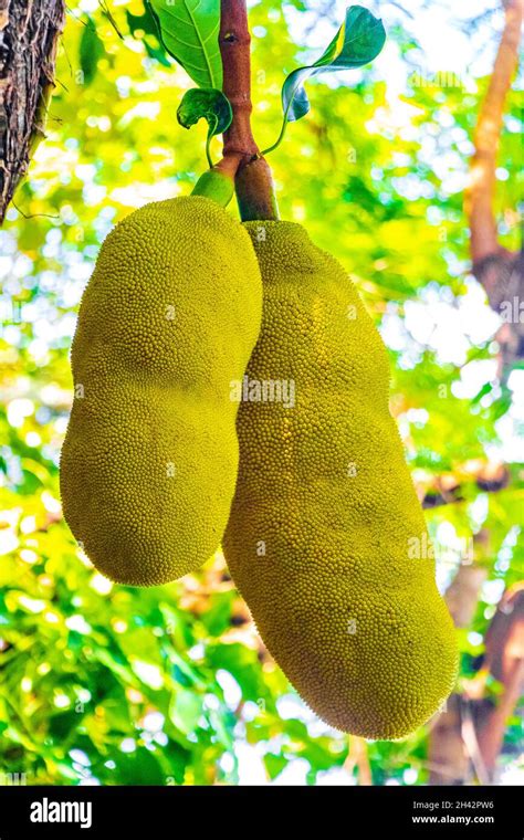 Jackfruit Artocarpus Heterophyllus Growing On Jack Tree In The Nature