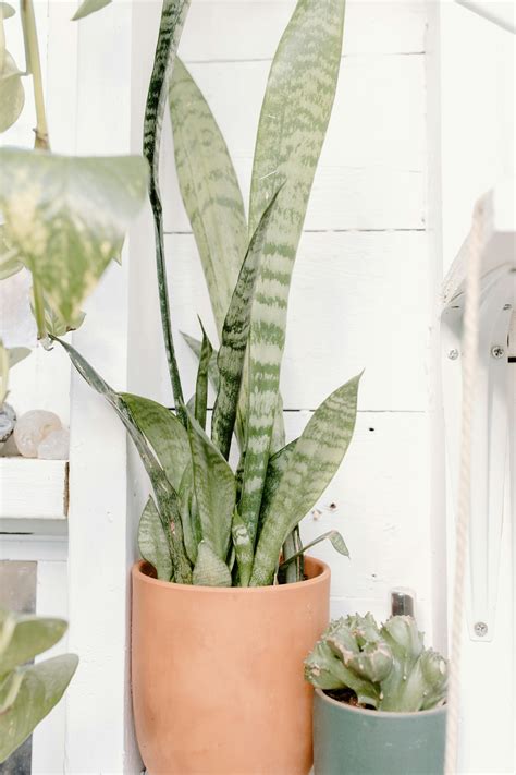 Houseplant Photography Photos, Download The BEST Free Houseplant ...