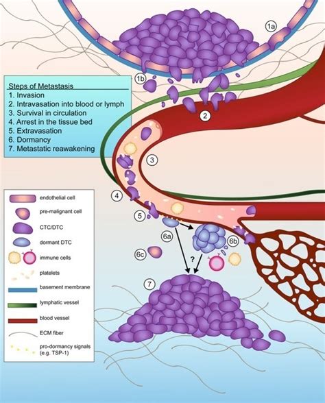 Circulating And Disseminated Tumor Cells Harbi