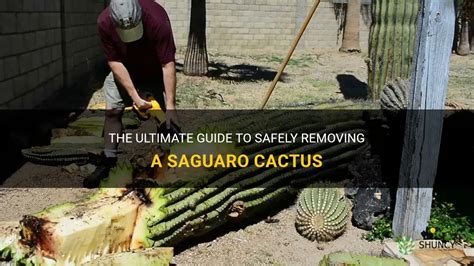 The Ultimate Guide To Safely Removing A Saguaro Cactus Shuncy