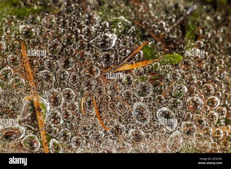 Spider web with dew drops Stock Photo - Alamy