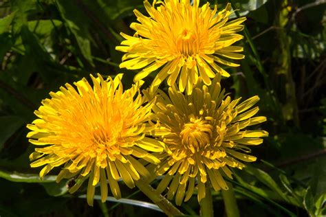 Dandelion The Plant Medicine School