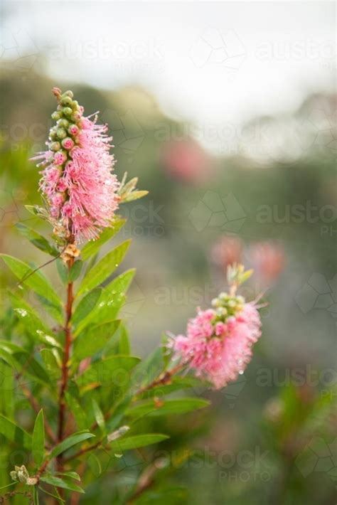 Image Of Two Pink Bottlebrush Flowers Covered In Morning Dew Austockphoto