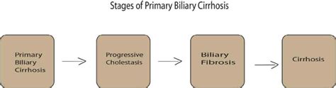 Stages Of Primary Biliary Cirrhosis Download Scientific Diagram