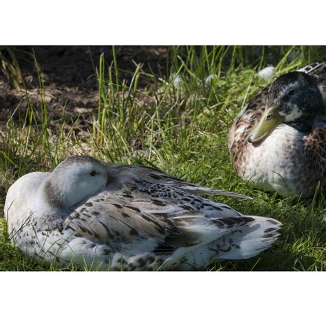 Hatching Eggs: Welsh Harlequin Duck - My Pet Chicken