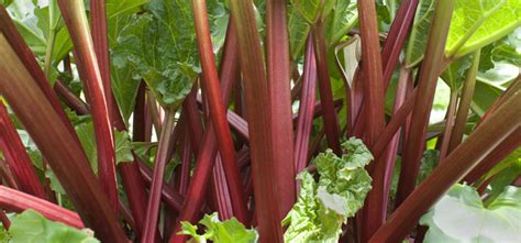 Growing Rhubarb From Planting to Harvest