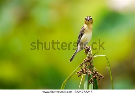 2,517 Female Weaver Bird Images, Stock Photos & Vectors | Shutterstock