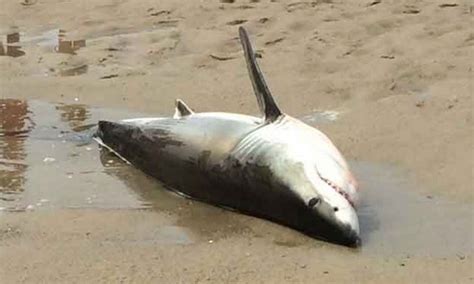 Great White Shark Stranded On Beach In Massachusetts For The Win