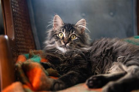 A Detailed Guide To Maine Coon Tabby Mix