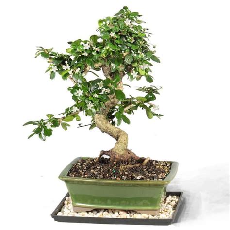 Brussels Bonsai Fukien Tea Bonsai Ct 9002ft The Home Depot