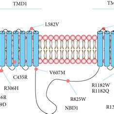 A Schematic Of The Transmembrane Topology Of SUR1 Showing The Location