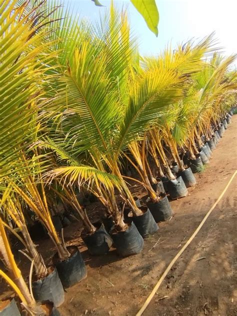 Well Watered Green Silone Coconut Plant For Garden Alkaline Soil At