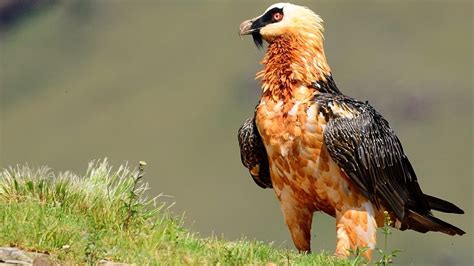 Bearded Vulture The Marrow Minded Raptor Roundglass Sustain