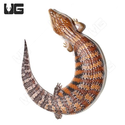 Baby Northern Blue Tongue Skinks For Sale Underground Reptiles