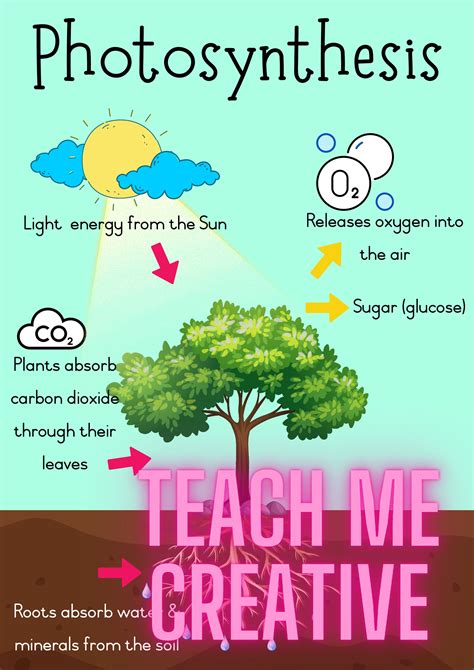 Photosynthesis Poster Teacha