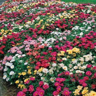 Ground Cover Moss Rose - ground cover good