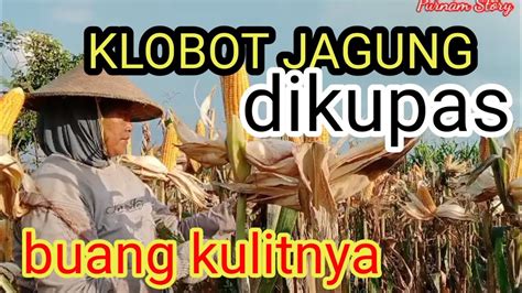 Klobot Jagung Dikupas PurnamStory YouTube