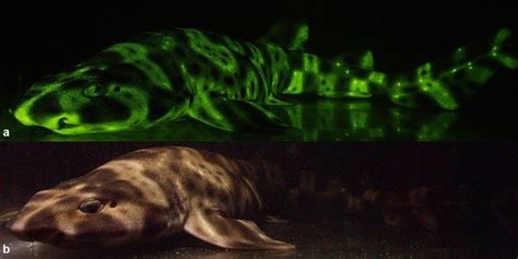 Glow-In-The-Dark Shark Captured By New Camera