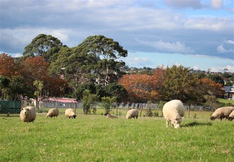 About The Farm Mount Albert Grammar School