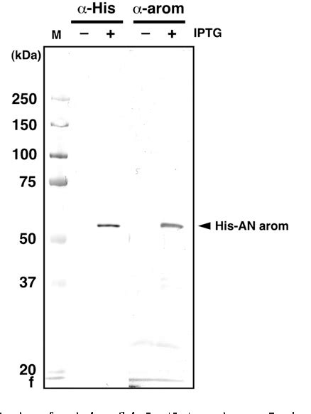 Figure 2 From Sex And Tissue Specific Expression Of P450 Aromatase