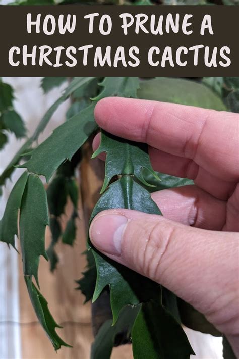 Keep Your Holiday Cactus Thriving With These Easy Pruning Tips