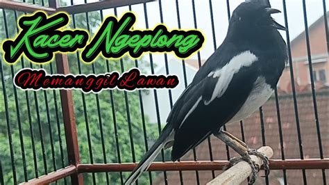 Pancingan Suara Kacer Ngeplong Keras Memanggil Kacer Malas Bunyi Agar