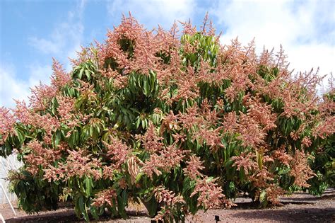 Rbol Del Mango Floraci N Del Mango S C De Tenerife Agrocabildo