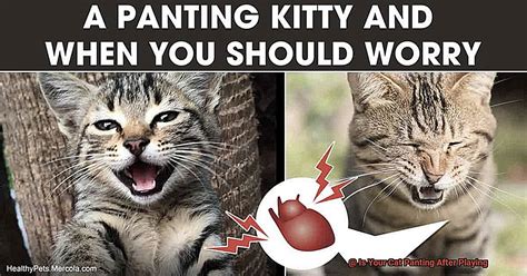 Is Your Cat Panting After Playing 21Cats Org