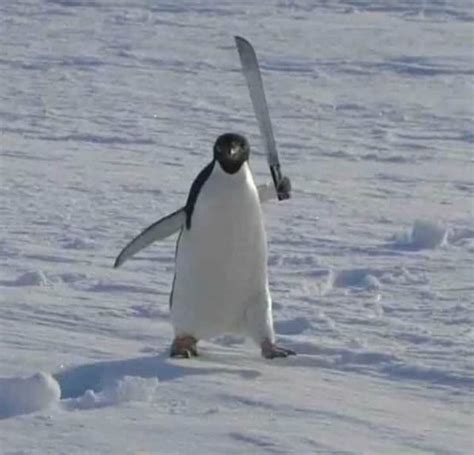 Machete Penguin The Self Proclaimed Defender Of Greenland Bossfight