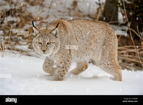 Eurasian Lynx Lynx Lynx Captive Raised Specimen Bozeman Montana