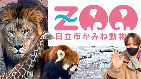 かみね動物園 茨城県の有名動物園へ！新しくできた猛獣舎をはじめ、ゾウ、カバと会おう！広大な敷地に動物多すぎ Hitachi Youtube