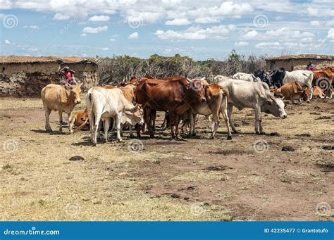 Maasai Cattle Royalty-Free Stock Photo | CartoonDealer.com #31088091