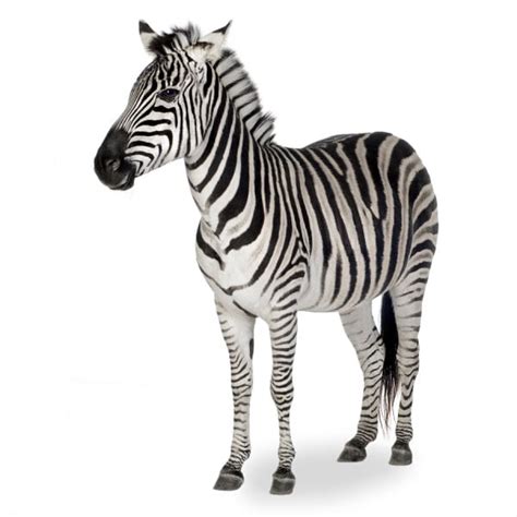 Zebra Activities For Kids