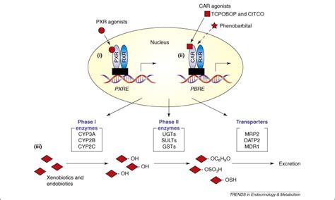 PXR And CAR In Energy Metabolism Trends In Endocrinology Metabolism