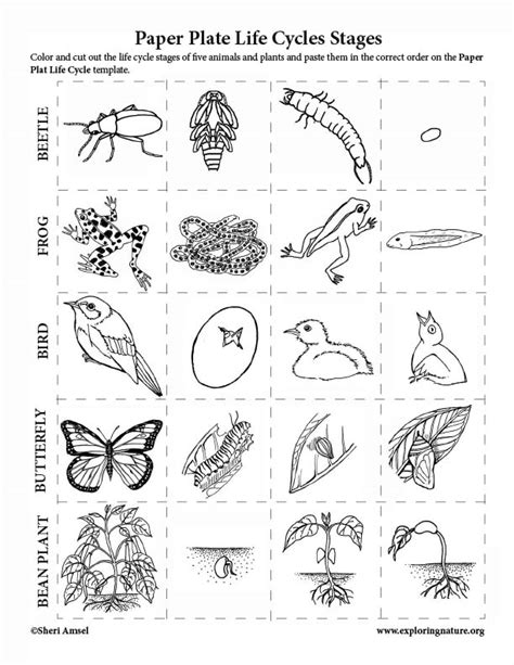Paper Plate Life Cycles Activity