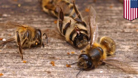 Are Bees Going Extinct American Beekeepers Report Massive Colony Losses Last Summer Tomonews