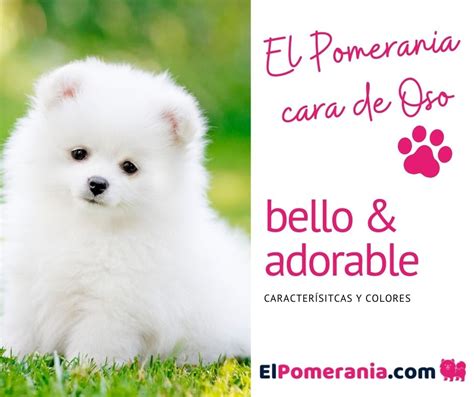 Lulu el pomerania miniatura con cara de oso se convierte en sensación