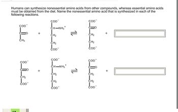 Answered Humans Can Synthesize Nonessential Bartleby