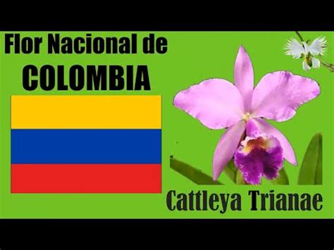 Descubre La Belleza De La Orqu Dea Cattleya Trianae Cuidados A Las