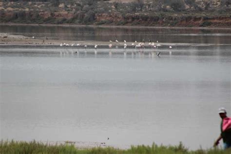 Au départ d Agadir Taghazout Balade à dos de chameau avec thé et