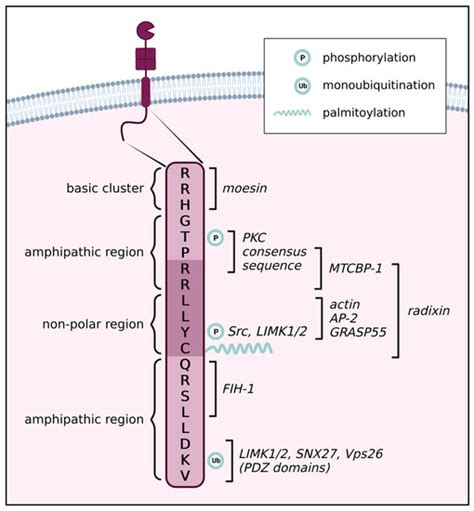 Ijms Free Full Text Cytoplasmic Tail Of Mt1 Mmp A Hub Of Mt1 Mmp