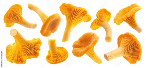 Fresh chanterelle mushrooms isolated on white background Stock Photo ...