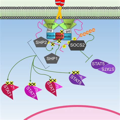 (PDF) The Growth Hormone Receptor: Mechanism of Receptor Activation ...