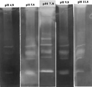 Non Denaturing Gelatin Sdspage Showing The Influence Of Ph On The