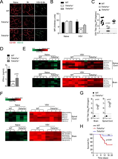 VSV Replication Is Sustained Via TNFR1 On CD169 Cells A Spleen