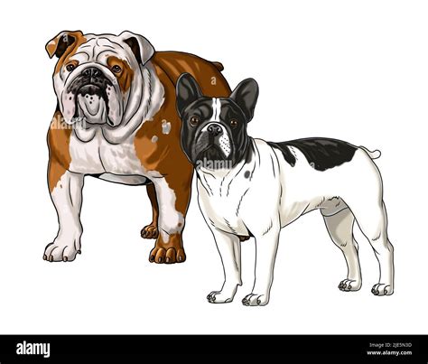 English Bulldog Cartoons