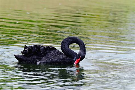 Bird Black Swan Ornithology - Free photo on Pixabay - Pixabay