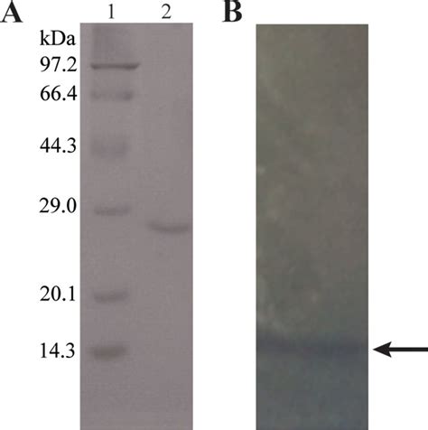 Pendimethalin Nitroreductase Is Responsible For The Initial