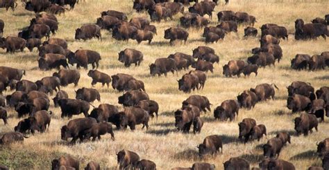 A Note on Animals and Greenhouse Gases | Volatility American Bison ...