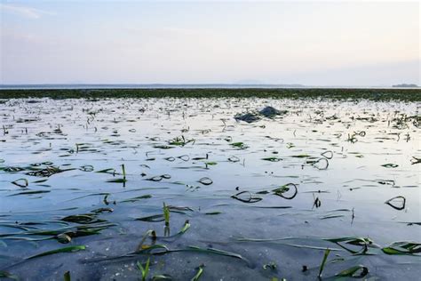 Premium Photo Beautiful Landscape Of The Ocean And Beach With Green